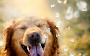 Lições que podemos aprender sobre felicidade com os cães